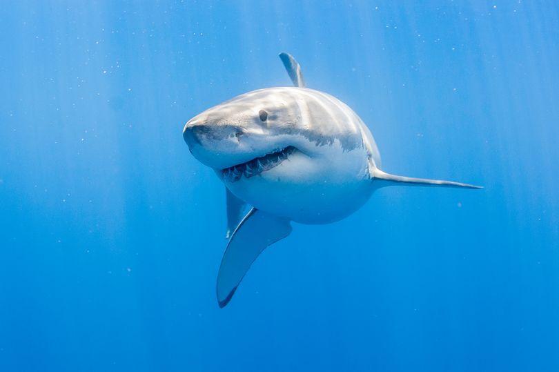 美国女子度假遭鲨鱼袭击，拼命搏斗获自救