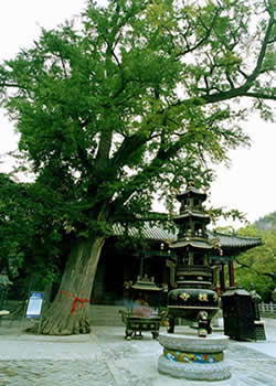 青檀寺