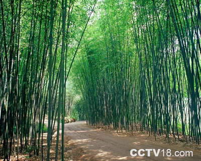 重渡沟自然风景区风景图