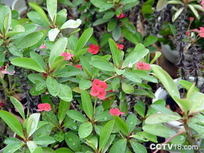 合肥植物园风景图