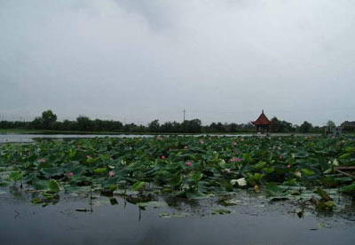 陶辛水韵风景图