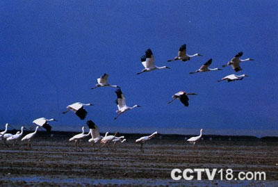 鄱阳湖风景图