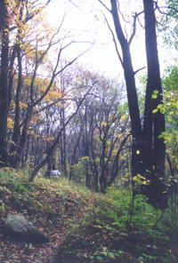 鸡峰山(陈仓山)风景图