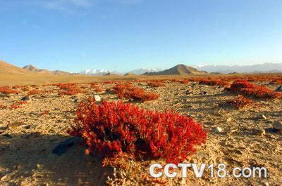 阿尔金山自然保护区风景图