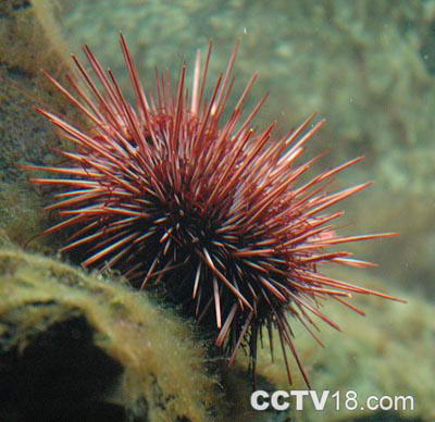 芝加哥水族馆