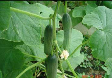 保定昌利农业旅游示范园风景图