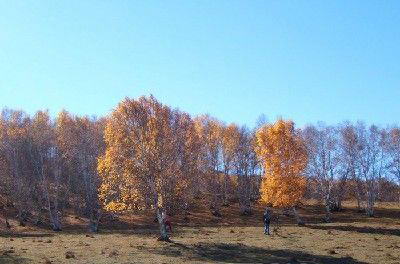 塞罕坝国家森林公园风景图