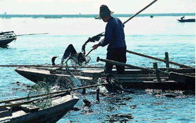 白洋淀千里堤风景图