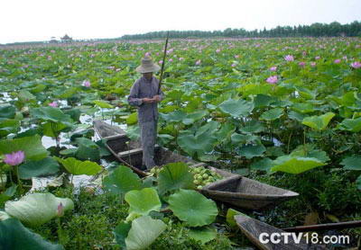 洪湖蓝田生态园风景图