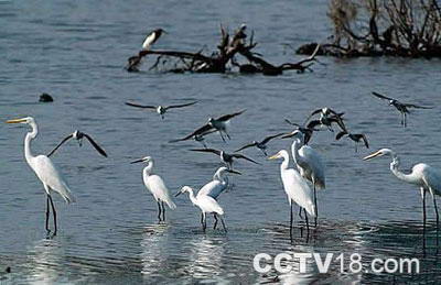 三亚河鸟类自然保护区